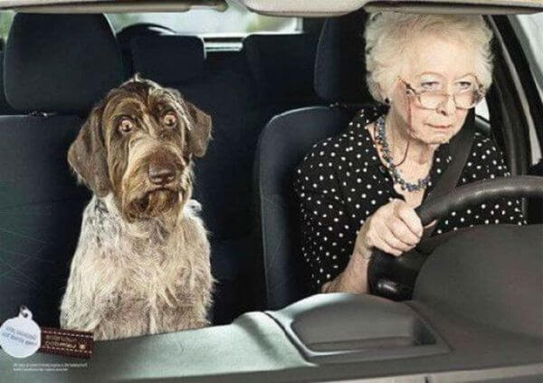 grandma with dog in car