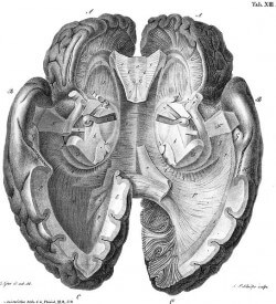 The human brain: perceiving strangers as life threatening since 2 million B.C.