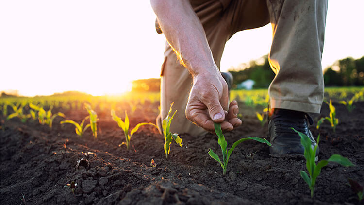 Farmer in the field with a crop